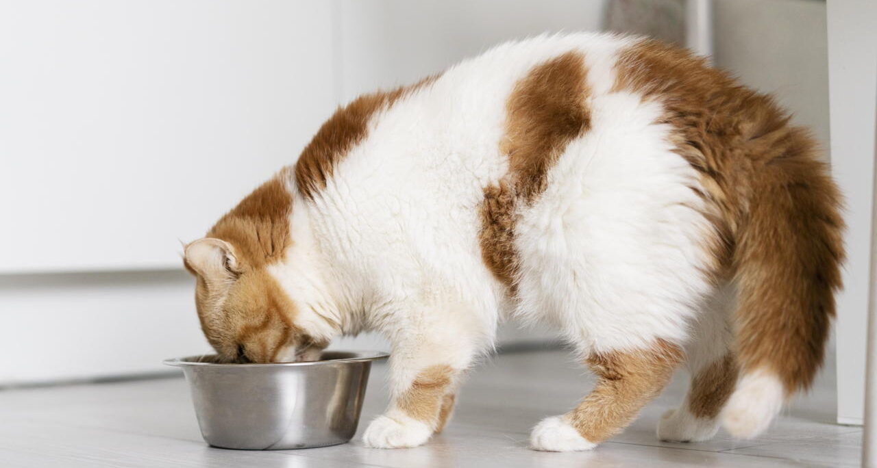 el gato puede comer comida de perro